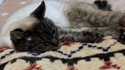 慢性腎不全のご長寿ねこ２２歳ぴっちゃんにご支援ください。 のトップ画像