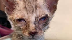 小さな命を救い続けるために...犬猫の終生飼育シェルター設備の増設 のトップ画像