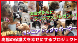 行き場のない高齢犬が「生まれてきてよかった！」と思える施設に！ のトップ画像