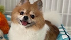 胆嚢破裂の愛犬ララの手術費用をお願い致します。 のトップ画像