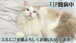FIPという死の病と闘うエルにご支援をお願いいたします！ のトップ画像