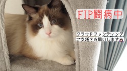 猫伝染性腹膜炎（FIP）の治療費のご協力をお願いいたします。 のトップ画像