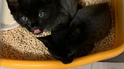 重度の肺炎と熱で入院した子猫たちにご支援をお願いします のトップ画像