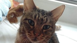 腎不全ステージ４の元野良猫トトを助けたい のトップ画像