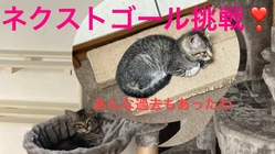 STOP保健所‼︎おうちの様なあたたかいシェルター のトップ画像