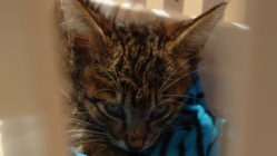 【死ぬ運命】と言われた保護猫を助けたい のトップ画像