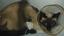 交通事故にあった保護猫の治療費·入院費のお力添えをお願いします！