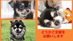 【手術費用のお願い】重い心臓病のみかんを助けてください!! のトップ画像