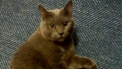 保護猫チャトの命と健康で幸せな未来を守りたい のトップ画像