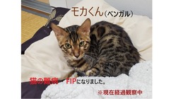 FIP(猫伝染性腹膜炎)の投薬が終了し経過観察に入りました。 のトップ画像
