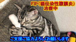 FIP(猫伝染性腹膜炎)と闘うミルクを助けてください！！ のトップ画像