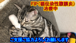 FIP(猫伝染性腹膜炎)と闘うミルクを助けてください！！