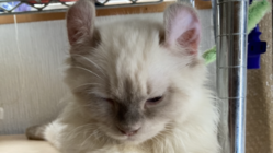 兄妹で猫伝染性腹膜炎を発症してしまった「くるみ」を助けて下さい。 のトップ画像