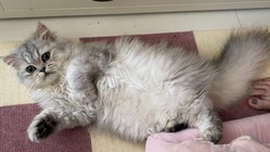 【FIP(伝染性腹膜炎)】の治療費にご支援下さい のトップ画像