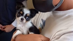 セラピー犬「音」の動脈管開存症手術費のご協力をお願いいたします のトップ画像