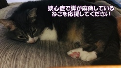 心筋症で血栓の詰まりによる後脚麻痺の猫（クー）支援をお願い致します のトップ画像