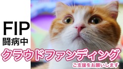 FIP(猫伝染性腹膜炎)闘病中の保護猫チーズ治療費ご協力のお願い