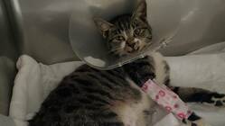 事故にあって両脚骨折、骨盤骨折したノラネコ(じじ)を助けたい のトップ画像