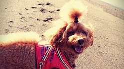 「残り日数わずか」ガン治療のための資金協力をお願いします！！ のトップ画像