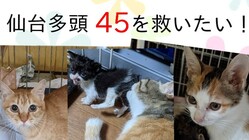 太白区、行き場の無い45匹＋の猫を救いたい！ のトップ画像