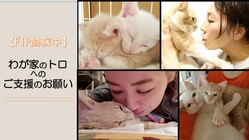 【FIP（猫伝染性腹膜炎）闘病中】わが家のトロへのご支援のお願い のトップ画像