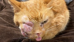 扁平上皮癌末期余命宣告されたミィに快適な生活を送る支援を のトップ画像