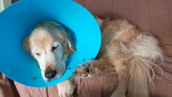 一刻を争います！肝臓癌で苦しむ愛犬「ルネ」にご支援をお願いします！