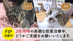 3兄妹のうち2匹が…難病のFIP治療のご支援をお願いします のトップ画像