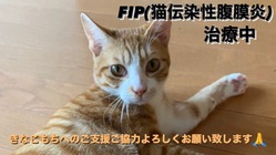 FIPを発症したきなこもちへの治療にご支援ご協力をお願いいたします のトップ画像