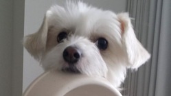 心臓病で余命半年の愛犬モグを手術で救いたい！ のトップ画像