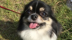 心臓病で余命半年を宣告された愛犬チワワ【みつ豆】を手術で救いたい！ のトップ画像