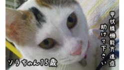 【甲状腺機能亢進症】ソラちゃんの治療費、ご支援お願いします…！ のトップ画像