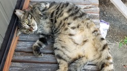 迷子になってしまった愛猫を見つけ出すためにお力をください。 のトップ画像