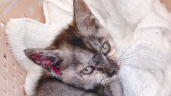 感染症で耳がボロボロの猫ちゃんを救いたい。 のトップ画像