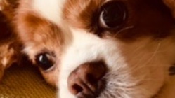 子宮蓄膿症と心臓疾患の「チャコ」を救って下さい のトップ画像