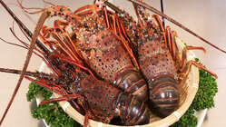 海老物語 のトップ画像