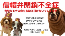 【手術出来なければ余命わずか】僧帽弁閉鎖不全症のモナの命を助けたい のトップ画像