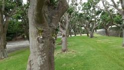 着生ラン事業 のトップ画像