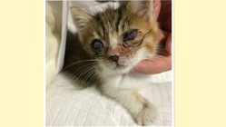 第8弾石垣島の捨てられた猫たちに治療を受けさせたい のトップ画像