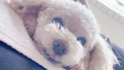 【チョコを助けてください】気管虚脱の手術費用のご支援をお願いします のトップ画像