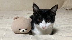 【お願い】難病FIPで余命3ヶ月のタムを救いたい！ のトップ画像