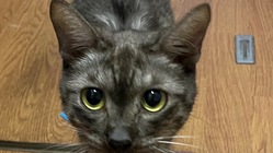 保護猫のわらび！FIPから助けたい！ のトップ画像