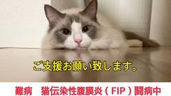 猫難病FIPと闘う小さな命にどうかお力添えいただけませんでしょうか のトップ画像