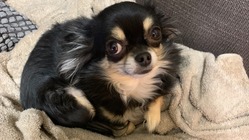 余命9ヶ月『僧帽弁閉鎖不全症』のビビを救いたい！ のトップ画像