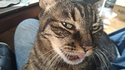 扁平上皮癌と言われた愛猫チャオのQOLを維持してやりたい のトップ画像