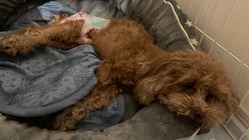 愛犬ベリーの未来にご支援頂けないでしょうか。 のトップ画像