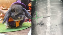 可愛いウサちゃん！膿腫切除手術を受けるうさぎを救いたい！ のトップ画像