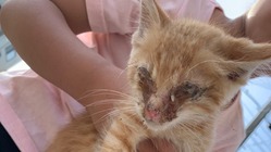 お外の子達・保護した子達の活動を応援してください。 のトップ画像