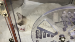 【下半身不随】諦めずに生きて欲しい命、どうか助けさせてください のトップ画像