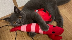 FIP(猫伝染性腹膜炎）と診断されたもぐへご支援頂けないでしょうか のトップ画像